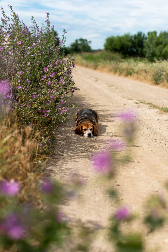 Mini séances photo lifestyle printemps lonowai photographie chien